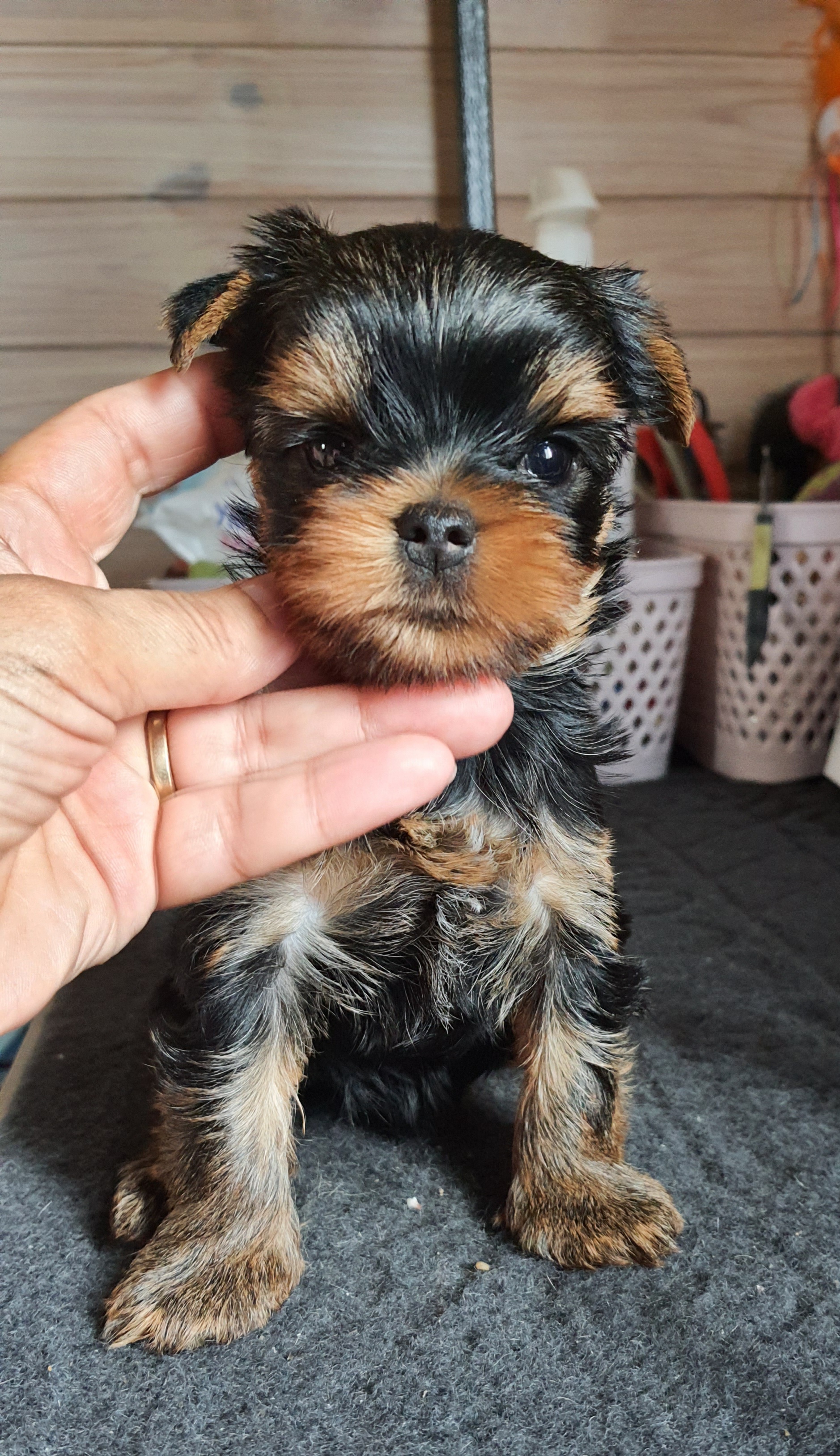 Wellary WELLARY SANTARINA &mdash; Labaza DogPedigree YorkshireTerrier