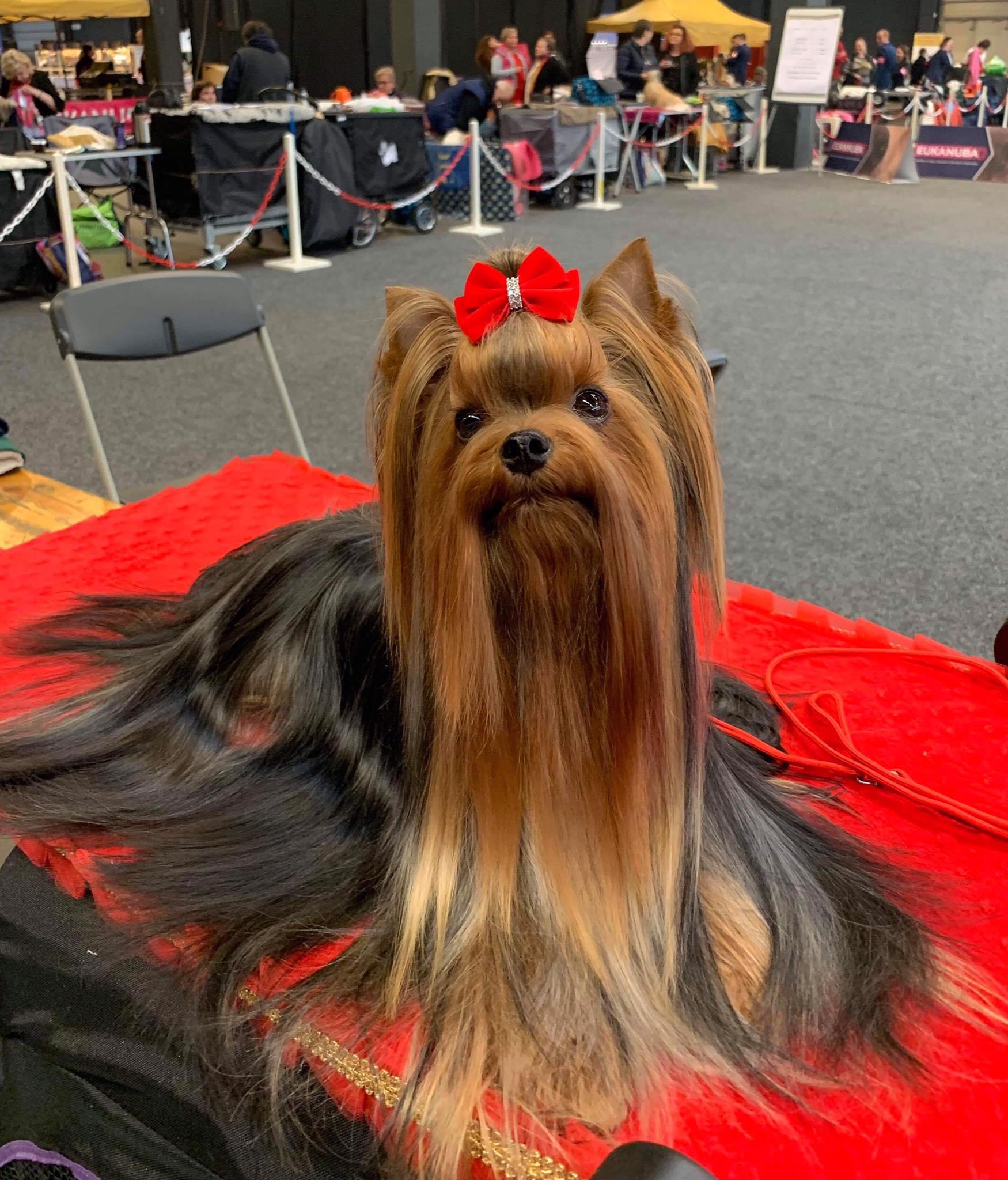 Camili Camili Violetta &mdash; Labaza DogPedigree YorkshireTerrier