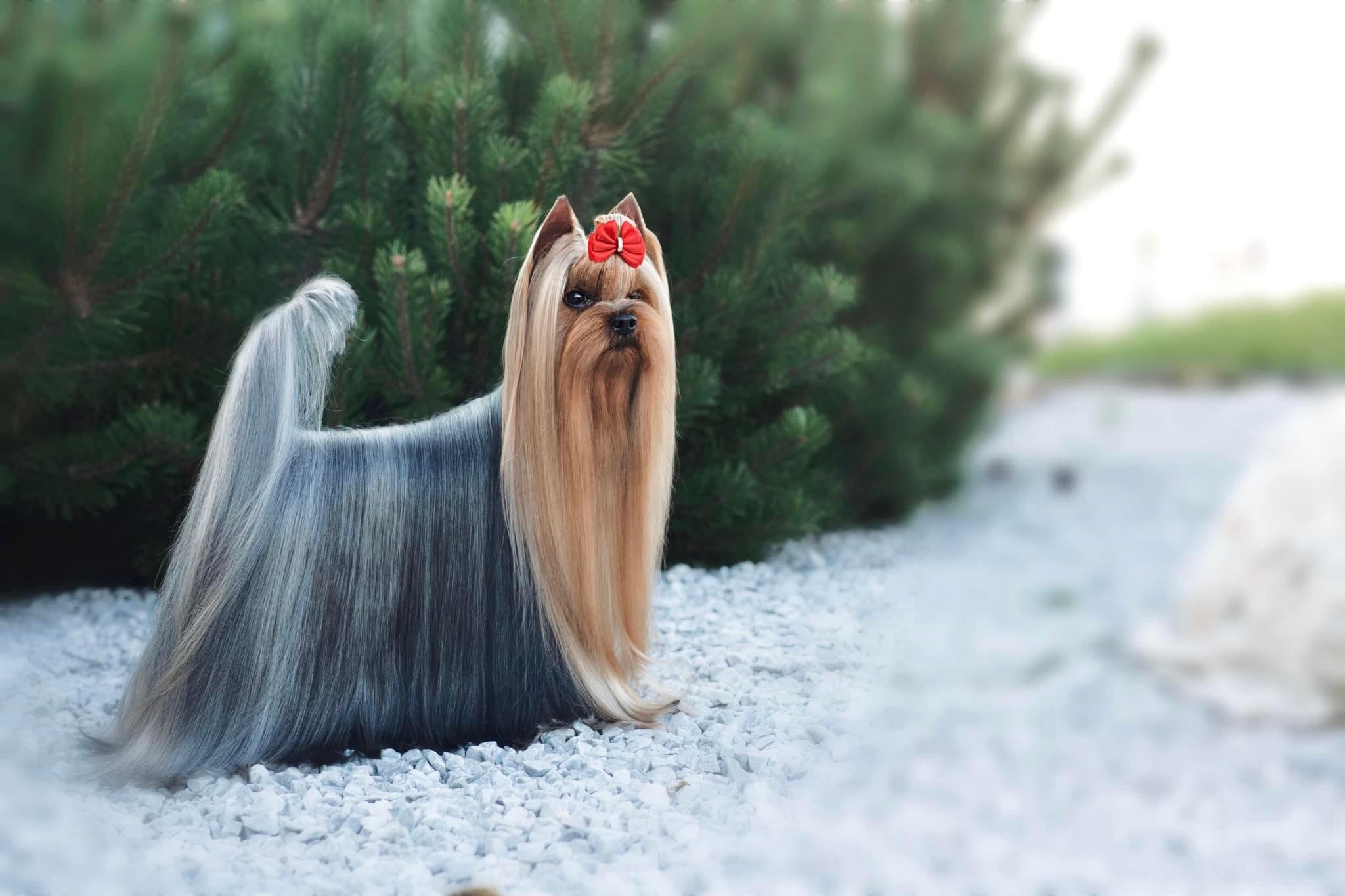  Favourite Winners Grand Prestige &mdash; Labaza DogPedigree YorkshireTerrier