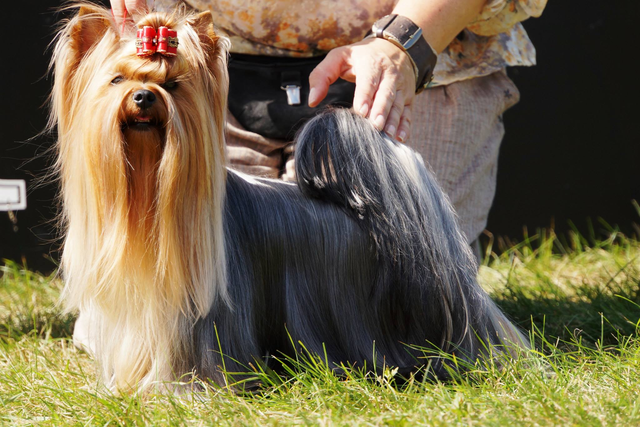  Pastoral Nova Francesca &mdash; Labaza DogPedigree YorkshireTerrier