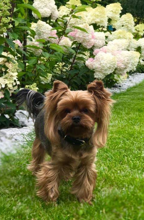 Wellary Wellary My Exclusive Royal Fireworks &mdash; Labaza DogPedigree YorkshireTerrier