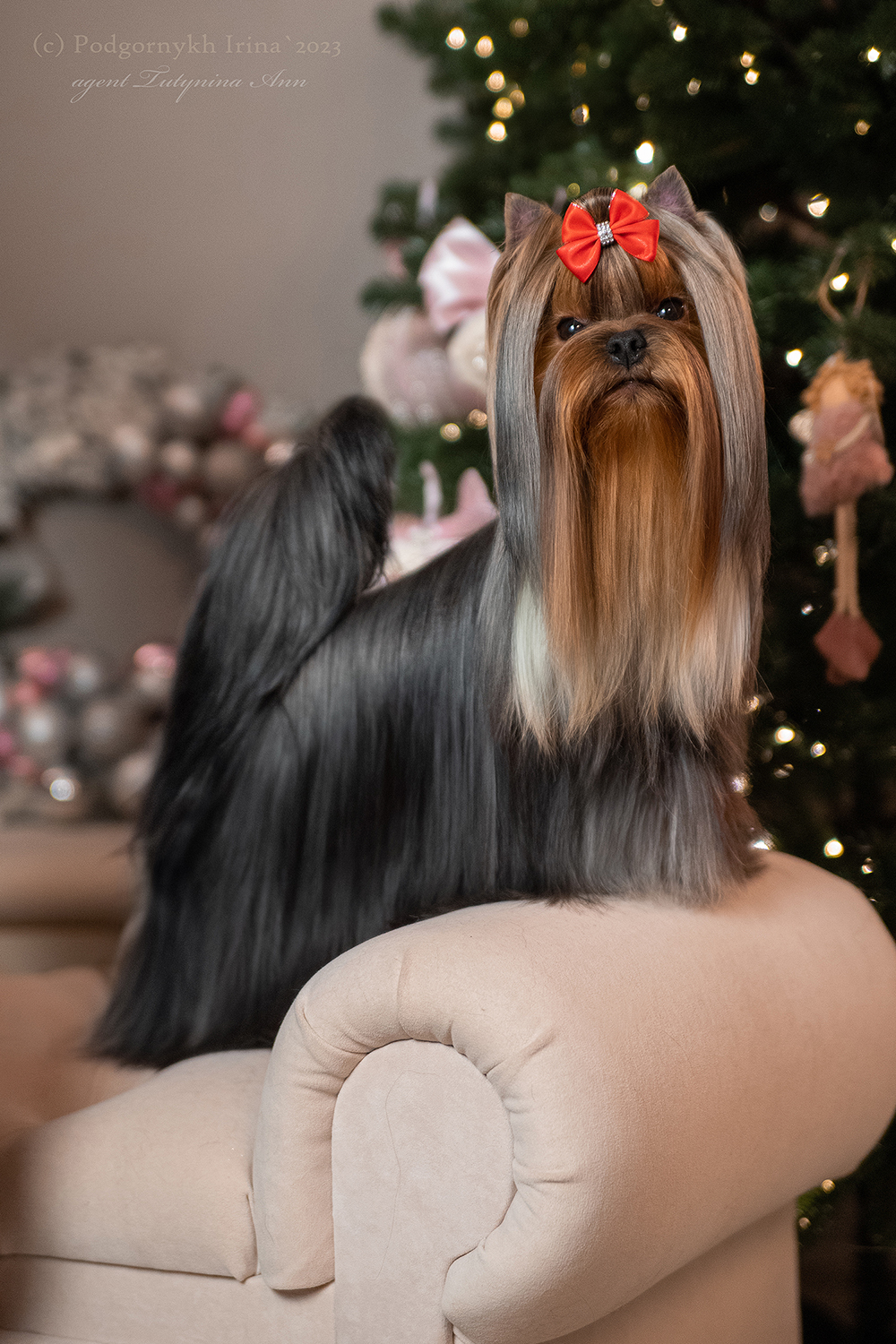 Аделаида &mdash; Labaza DogPedigree YorkshireTerrier