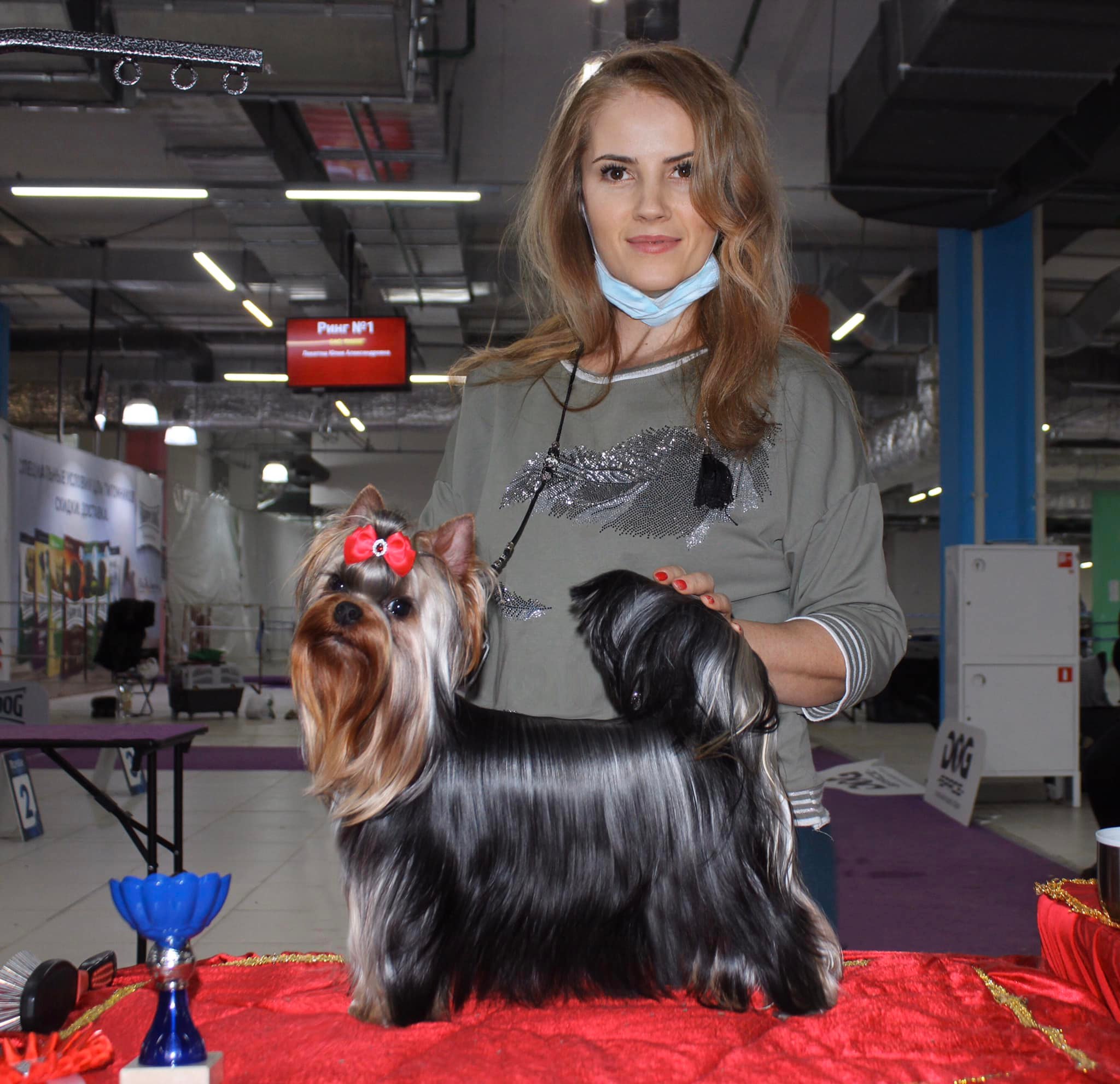 Laranta Laranta Daisy Dream &mdash; Labaza DogPedigree YorkshireTerrier