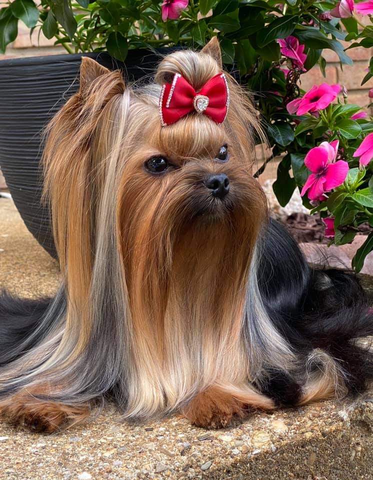 Primavera Incanta Primavera Incanta Novella &mdash; Labaza DogPedigree YorkshireTerrier