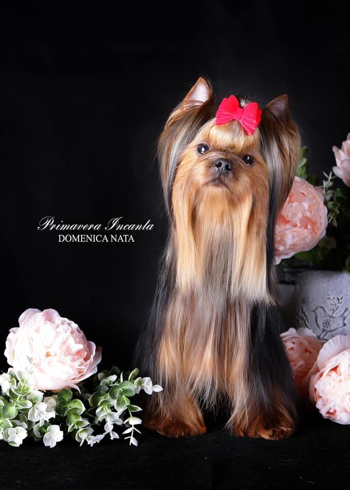 Primavera Incanta Primavera Incanta Domenica Nata &mdash; Labaza DogPedigree YorkshireTerrier