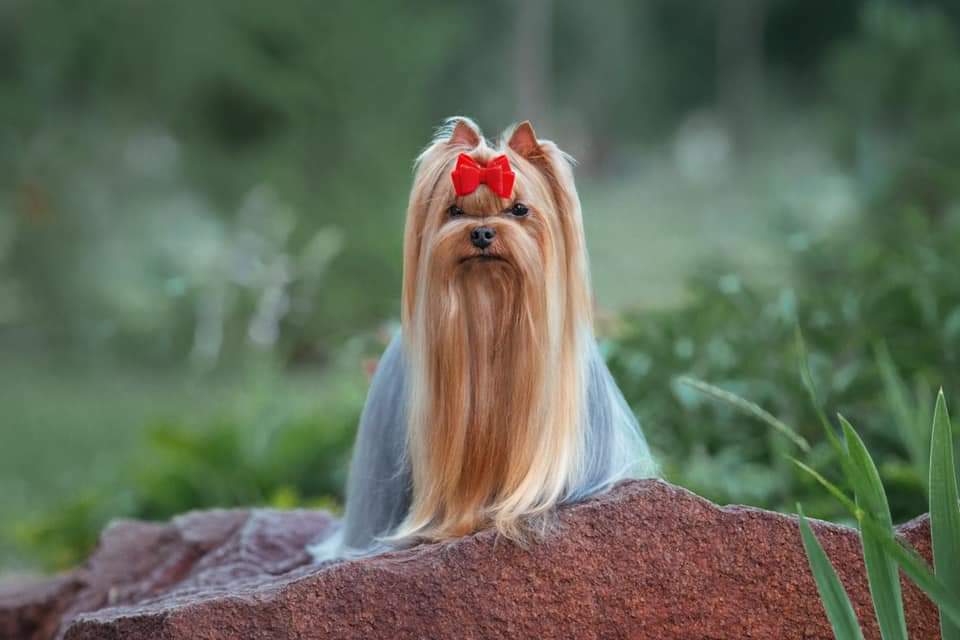 Wellary WELLARY EXCELLENT CHOICE &mdash; Labaza DogPedigree YorkshireTerrier