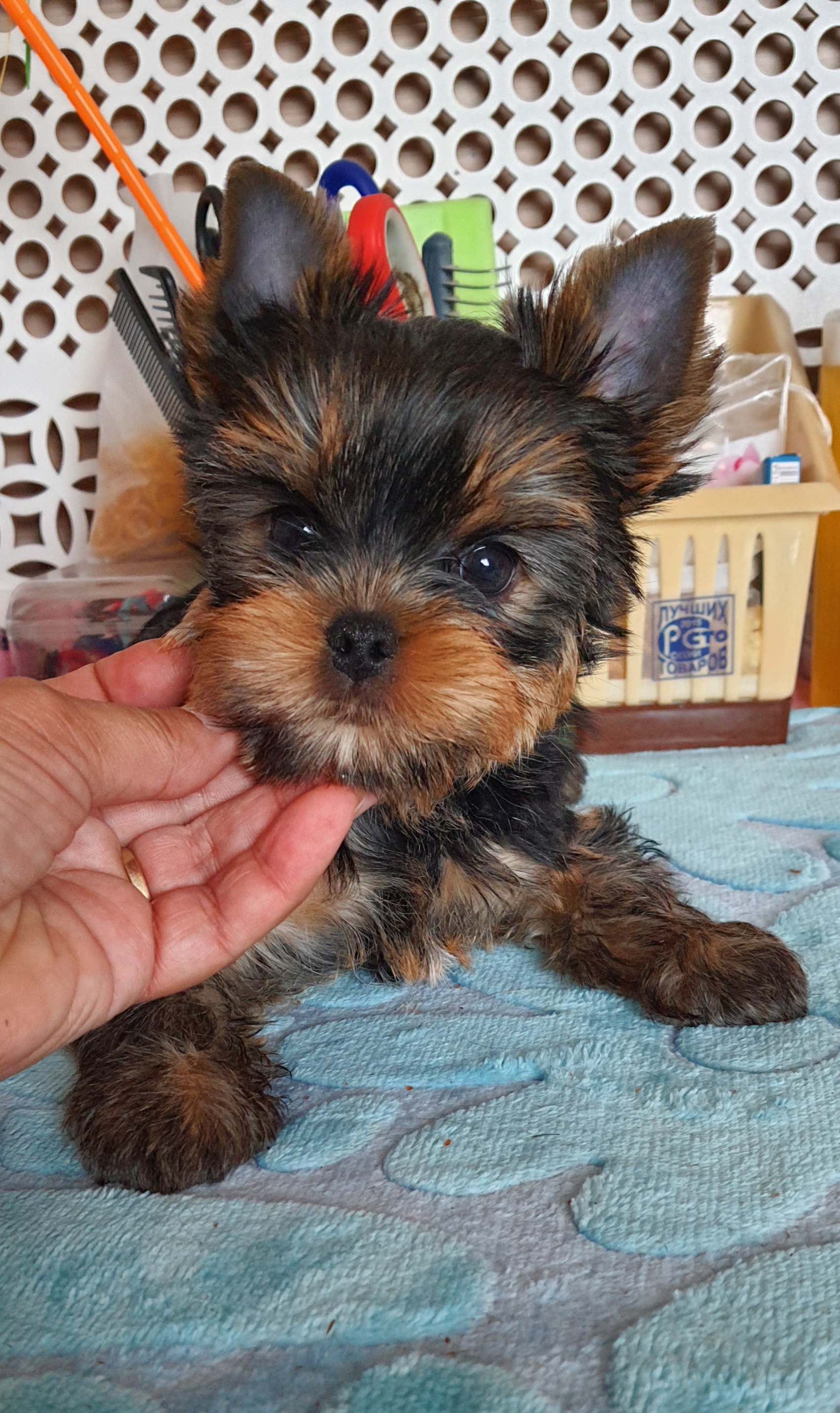Wellary WELLARY BARSELONA &mdash; Labaza DogPedigree YorkshireTerrier