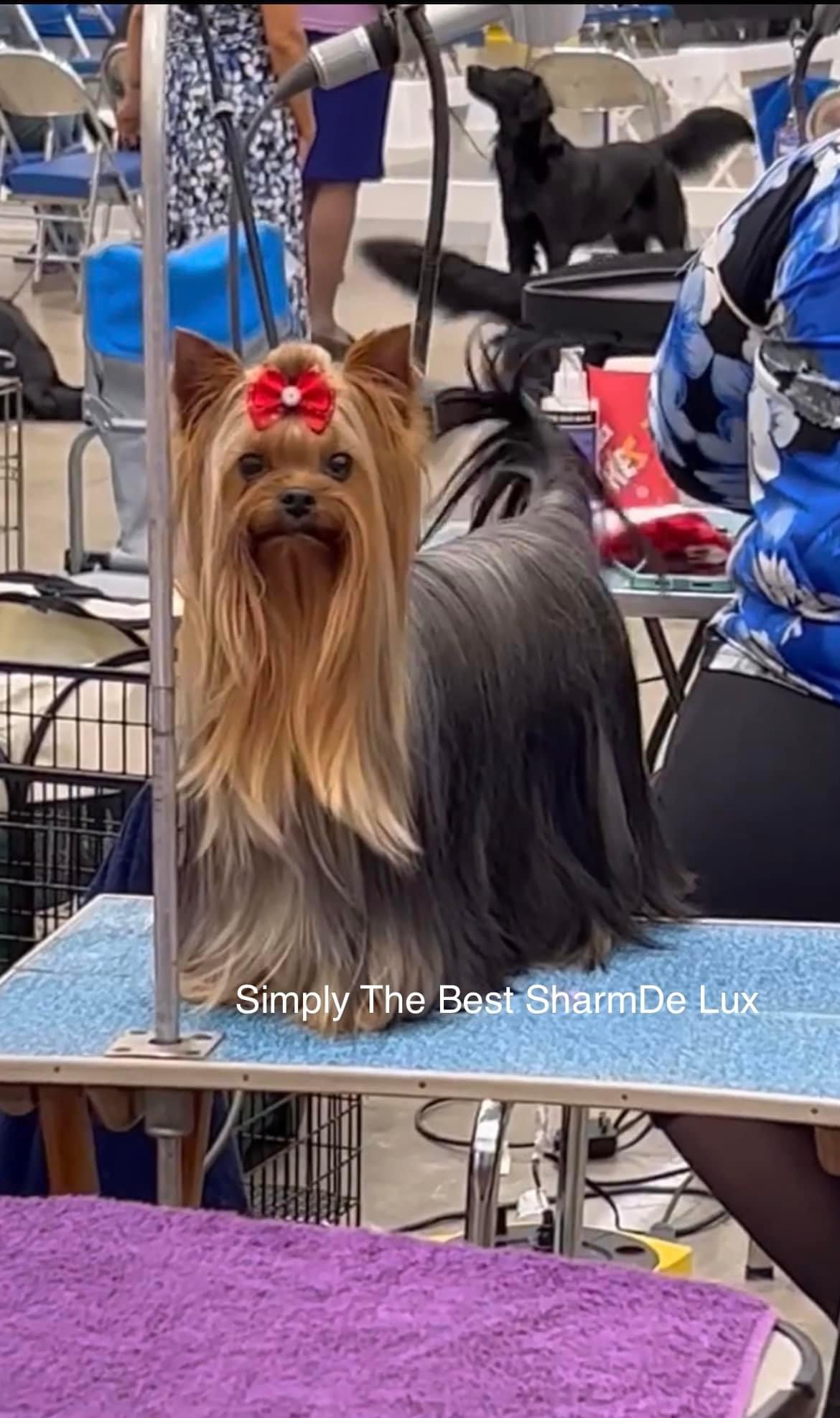 Simply The Best Sharm De Lux &mdash; Labaza DogPedigree YorkshireTerrier
