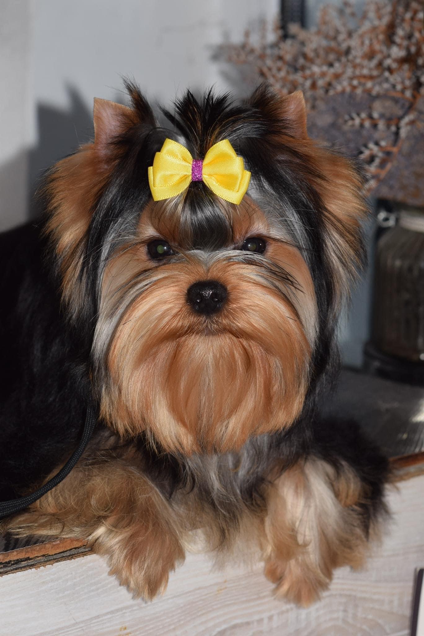 Lexi Sharm De Lux &mdash; Labaza DogPedigree YorkshireTerrier