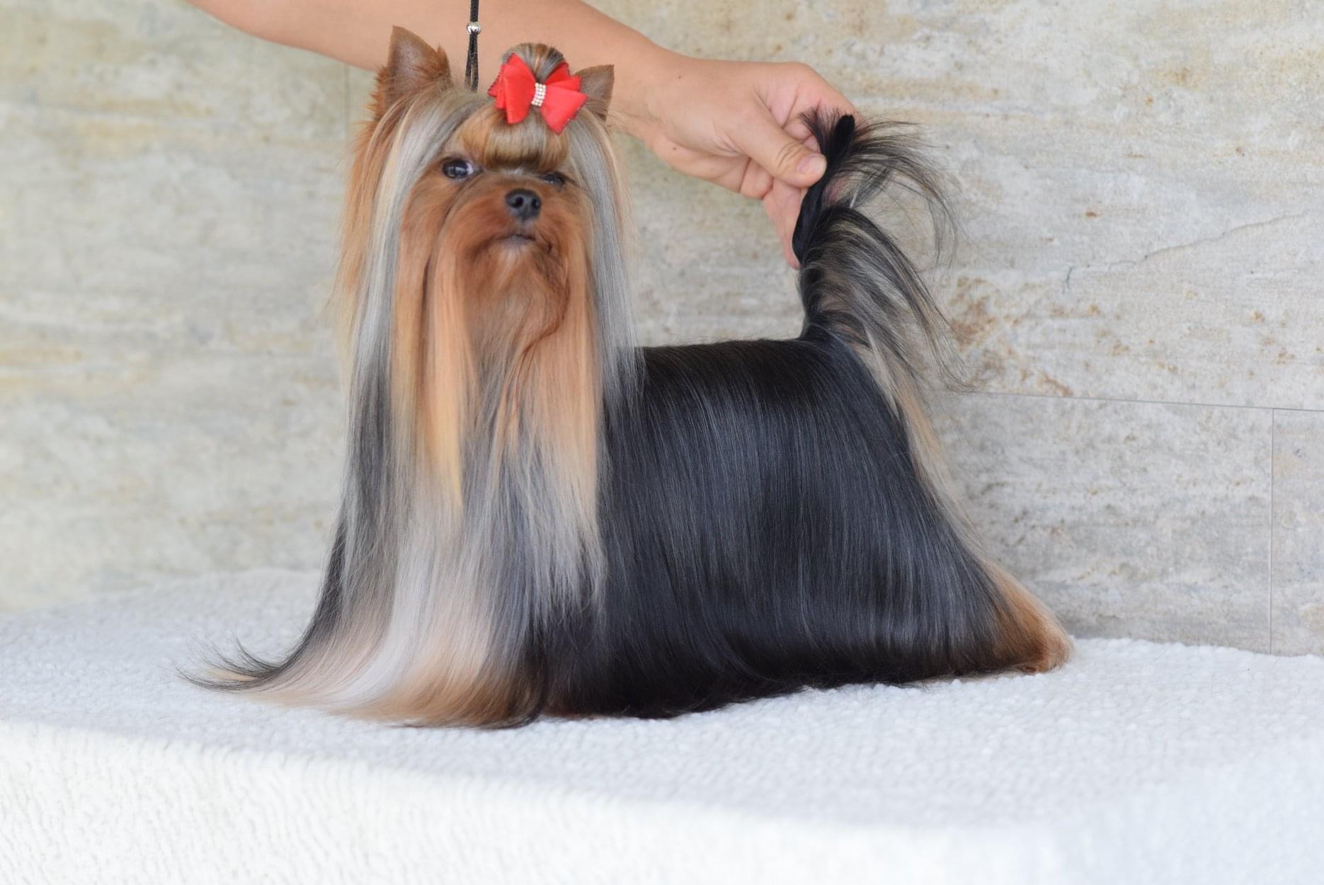 Sharm De Lux Ferrero Sharm De Lux &mdash; Labaza DogPedigree YorkshireTerrier