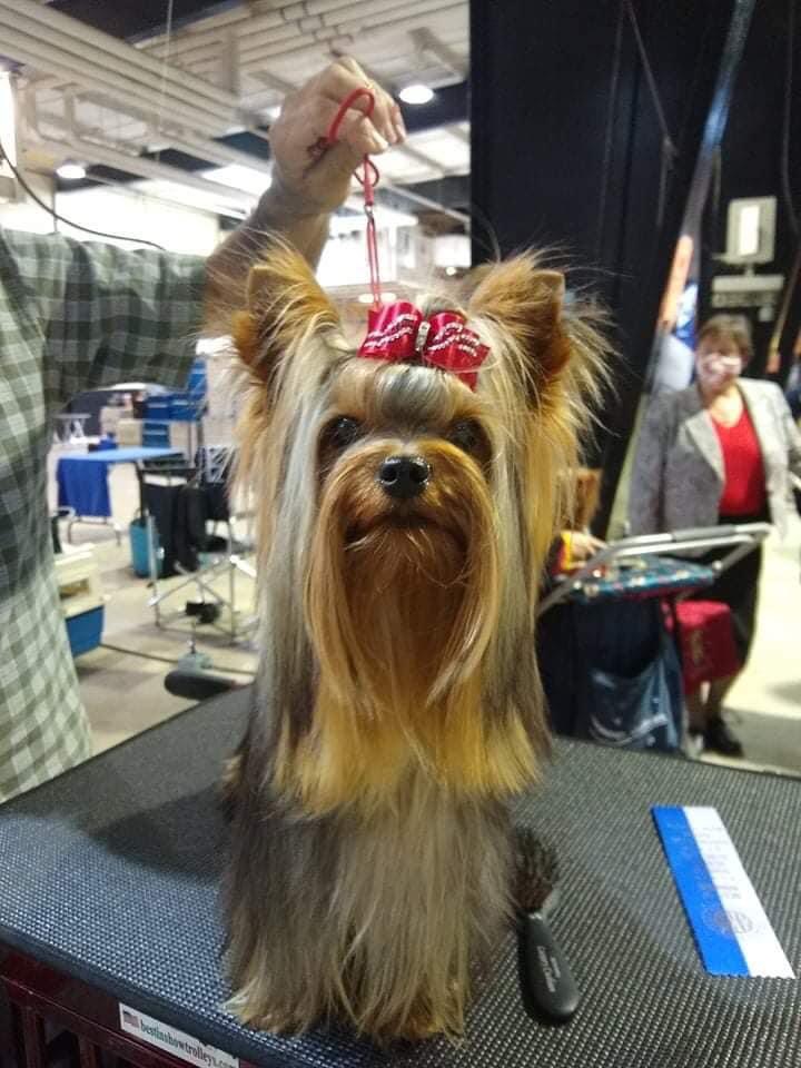 Monte Sharm De Lux &mdash; Labaza DogPedigree YorkshireTerrier