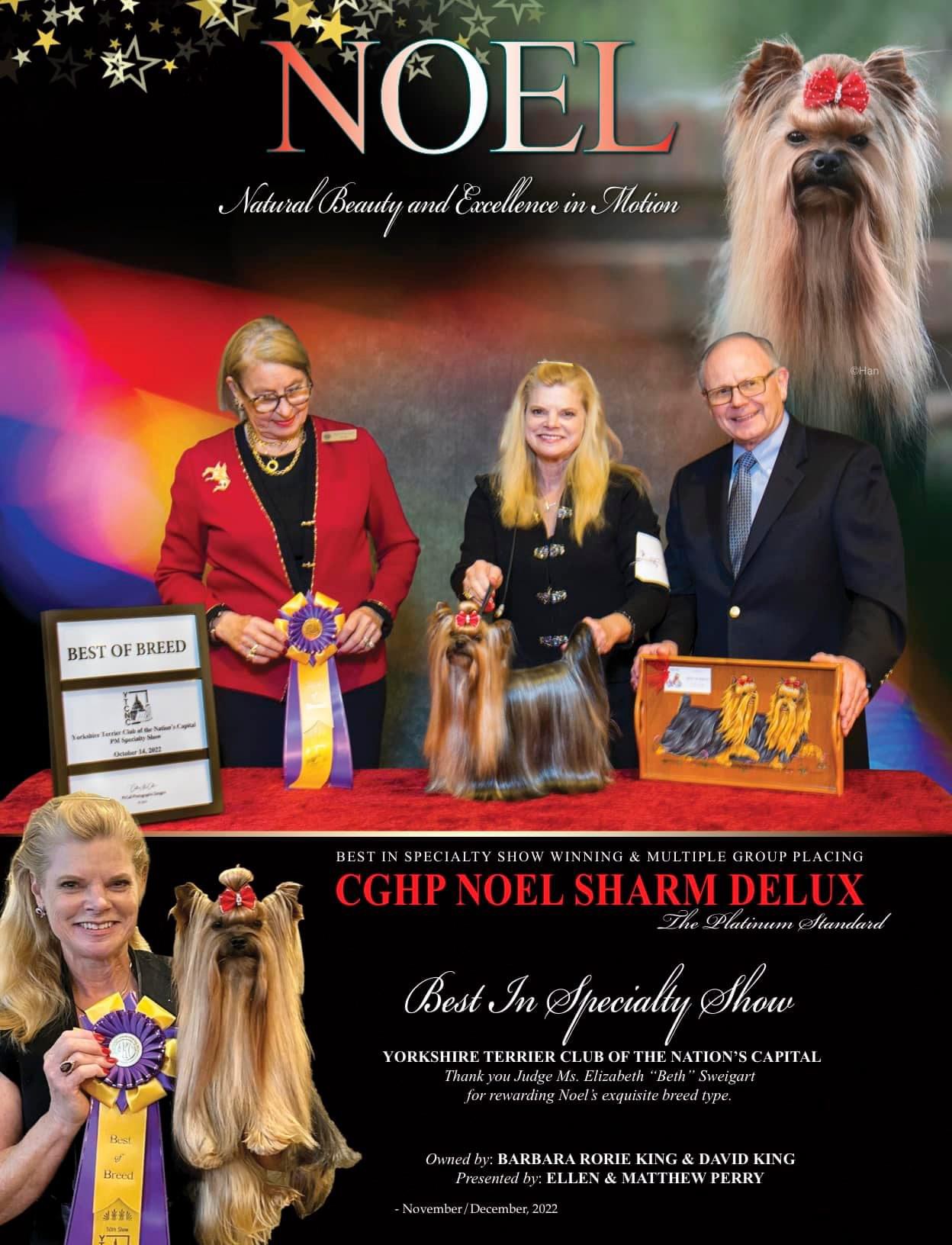 Sharm De Lux Noel Sharm De Lux &mdash; Labaza DogPedigree YorkshireTerrier