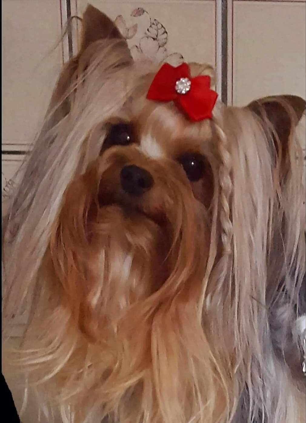 MAGNUS FORTUNA MAGNUS FORTUNA TIMBERLAKE &mdash; Labaza DogPedigree YorkshireTerrier