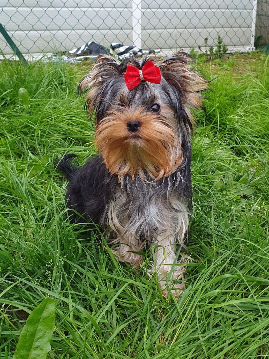 MAGNUS FORTUNA LERIANA &mdash; Labaza DogPedigree YorkshireTerrier