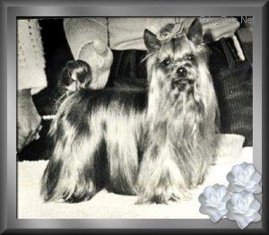 WENSCOE'S WHIZZAWAY OF TZUMIAO