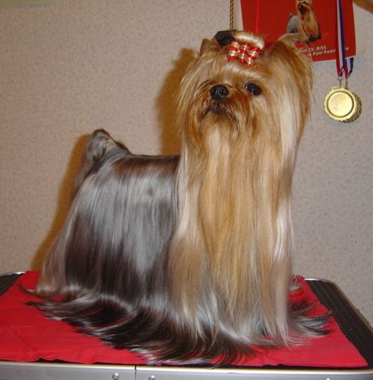  SHOGUN DE LA PAM'POMMERAIE &mdash; Labaza DogPedigree YorkshireTerrier
