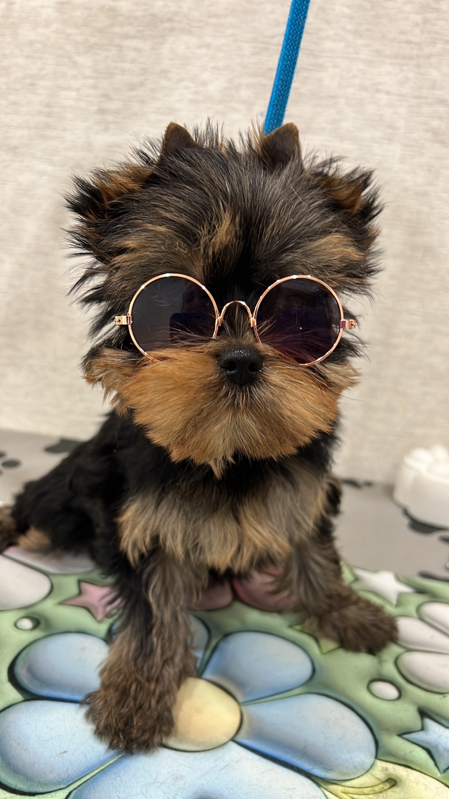 Primavera Incanta PRIMAVERA INCANTA RENESSMI &mdash; Labaza DogPedigree YorkshireTerrier