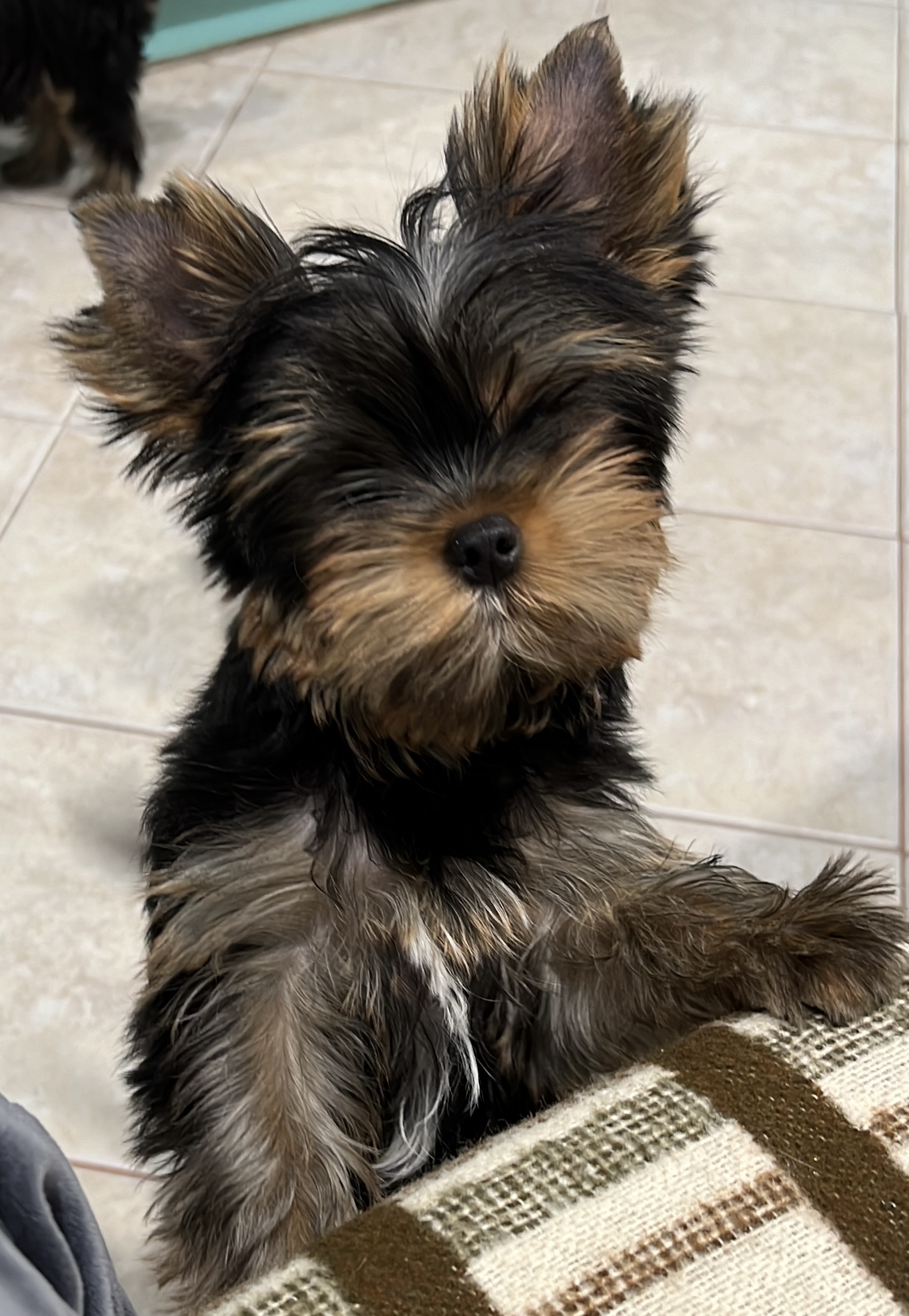 Primavera Incanta Primavera Incanta Red Perfume &mdash; Labaza DogPedigree YorkshireTerrier