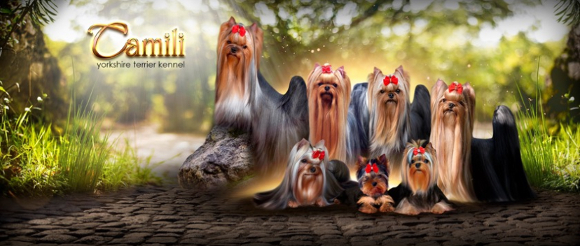 YorkiesCamili &mdash; Labaza DogPedigree YorkshireTerrier