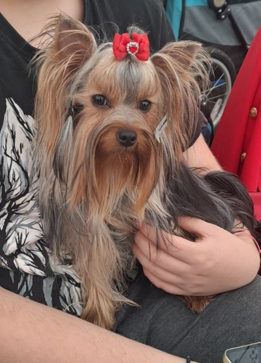 Anja Fabiani &mdash; Labaza DogPedigree YorkshireTerrier