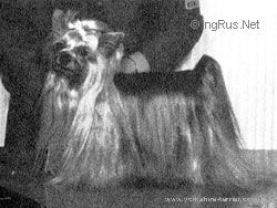 STAR TWILIGHT OF CLU-MOR &mdash; Labaza DogPedigree YorkshireTerrier