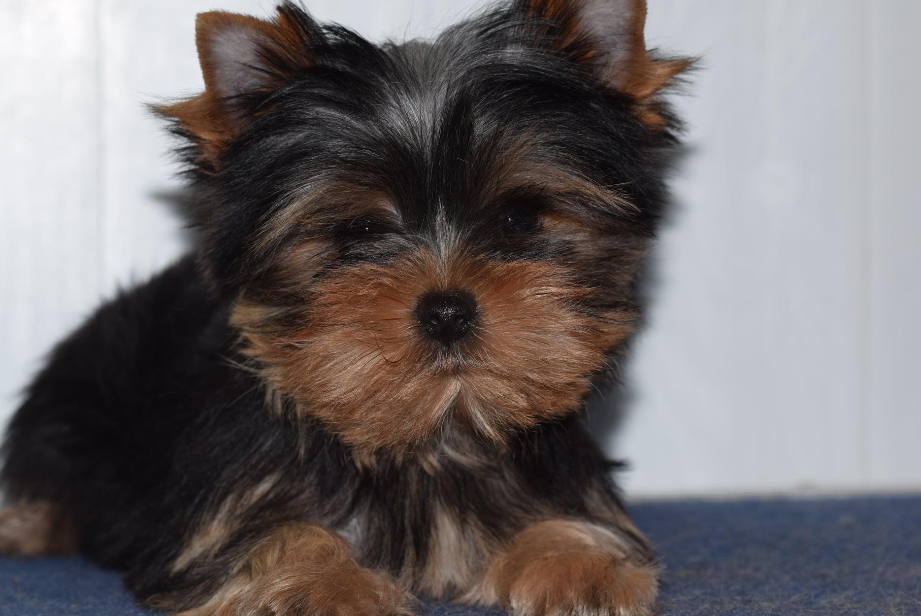 Angels Blash Sharm De Lux &mdash; Labaza DogPedigree YorkshireTerrier