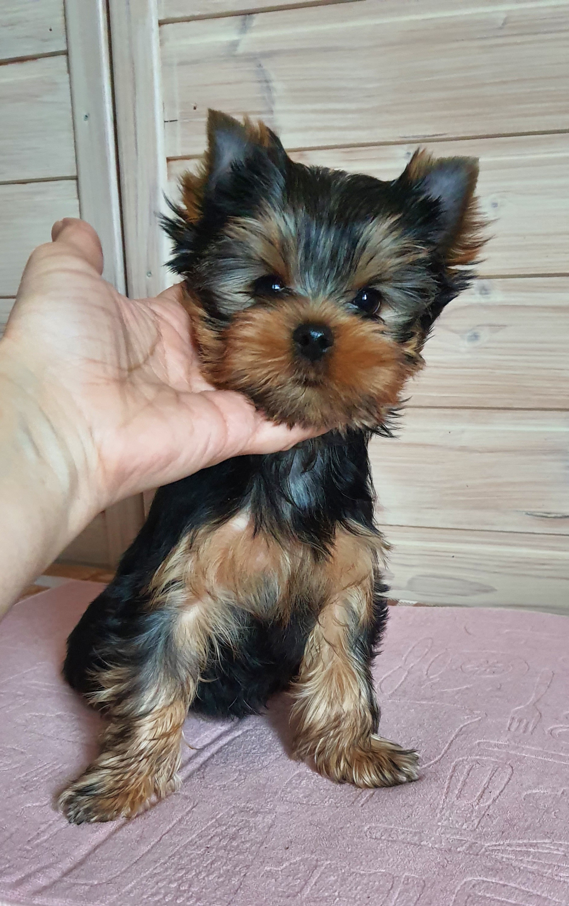 Wellary Wellary Endorphin &mdash; Labaza DogPedigree YorkshireTerrier