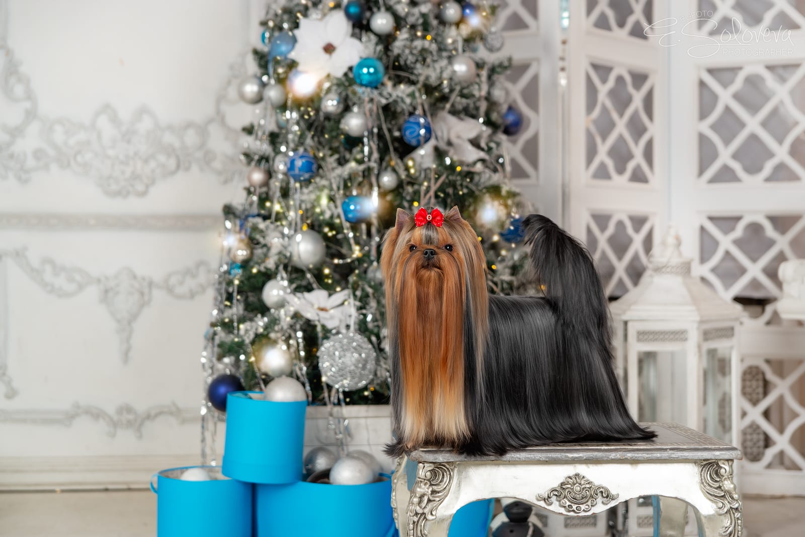Bestiafortis &mdash; Labaza DogPedigree YorkshireTerrier