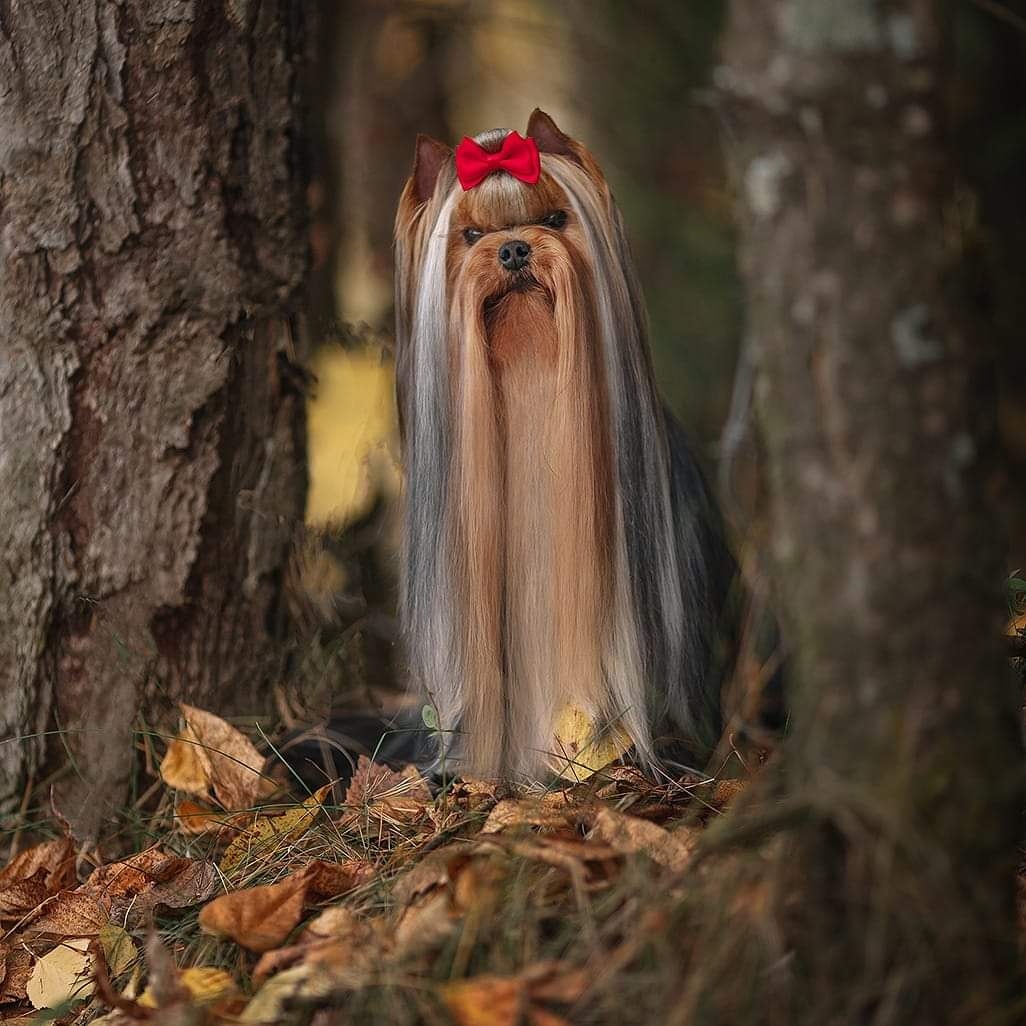 Firuza Latypova &mdash; Labaza DogPedigree YorkshireTerrier