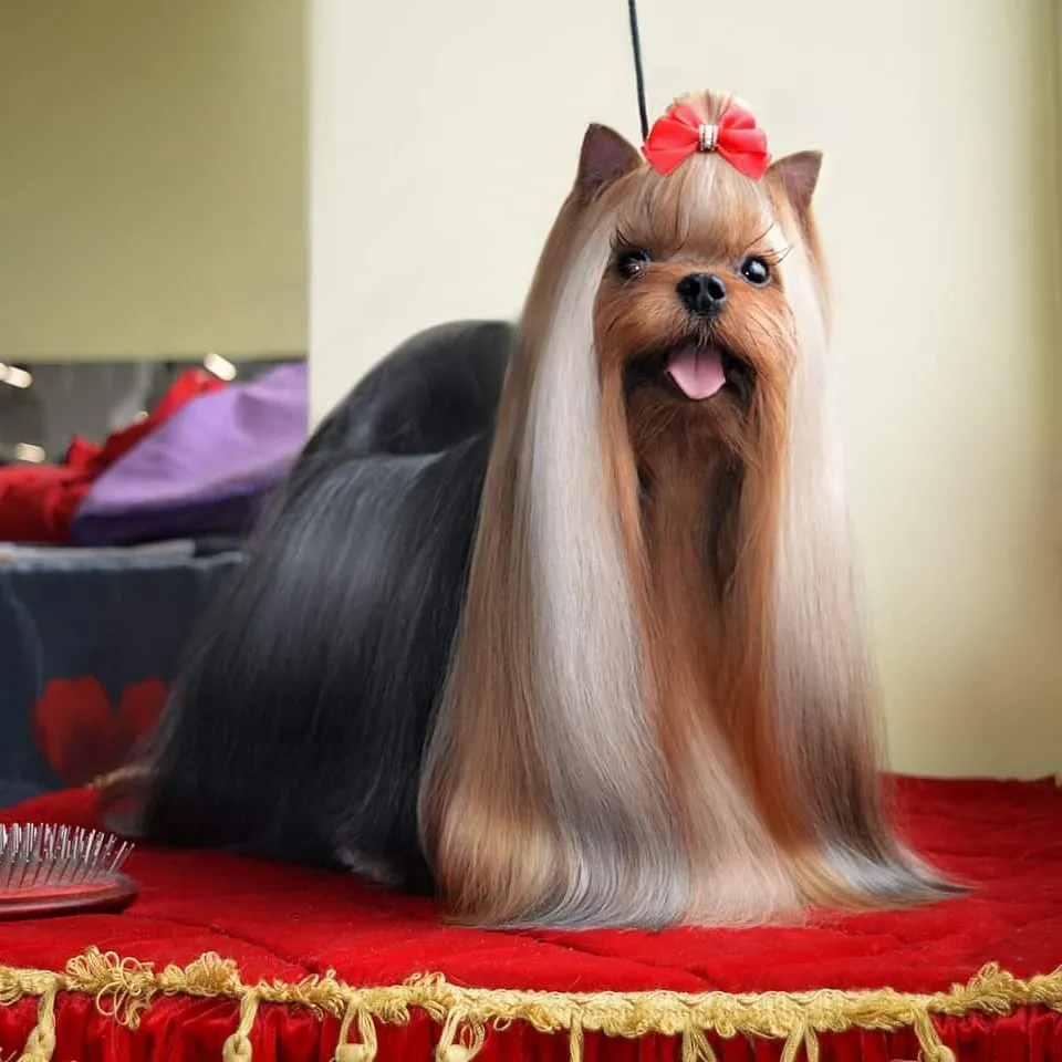  ALDE'PARIS MY SENSATION &mdash; Labaza DogPedigree YorkshireTerrier