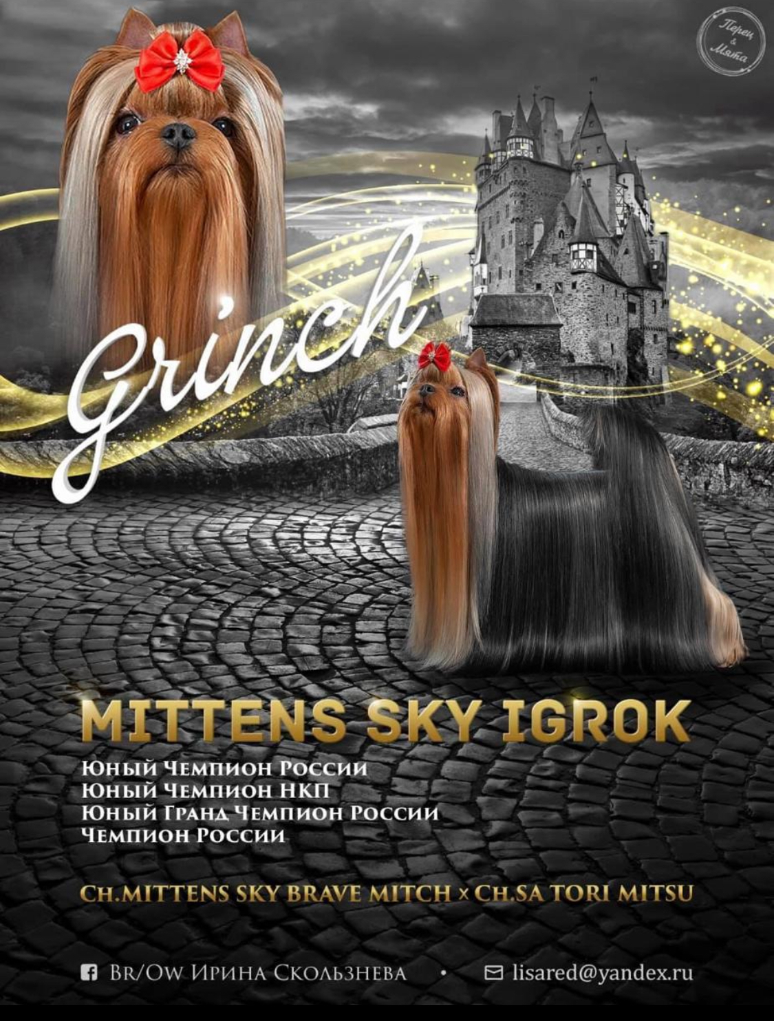 Mittens Sky &mdash; Labaza DogPedigree YorkshireTerrier