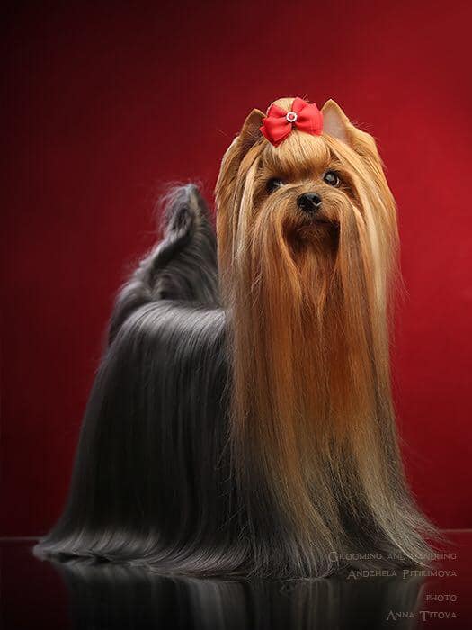 Jedi Sanse JEDI SANSE UMBERTA AMAZING FATASY &mdash; Labaza DogPedigree YorkshireTerrier