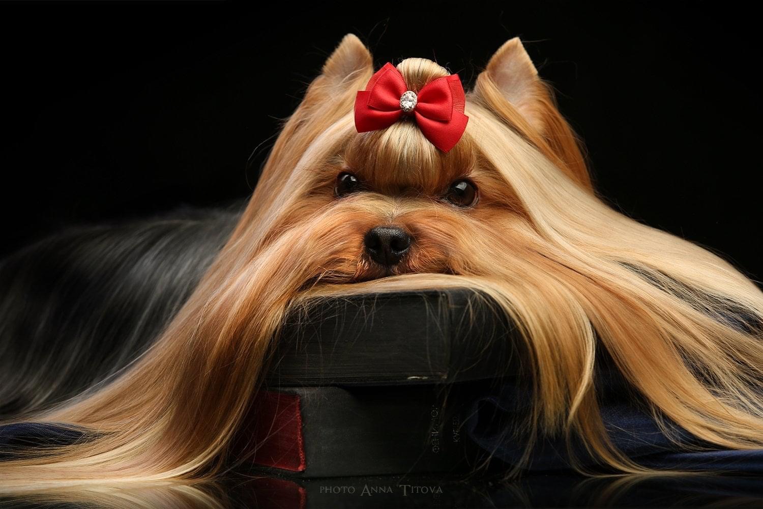 Jedi Sanse JEDI SANSE BARNABAS &mdash; Labaza DogPedigree YorkshireTerrier