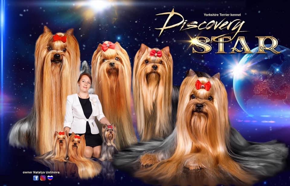 Natalya70 &mdash; Labaza DogPedigree YorkshireTerrier