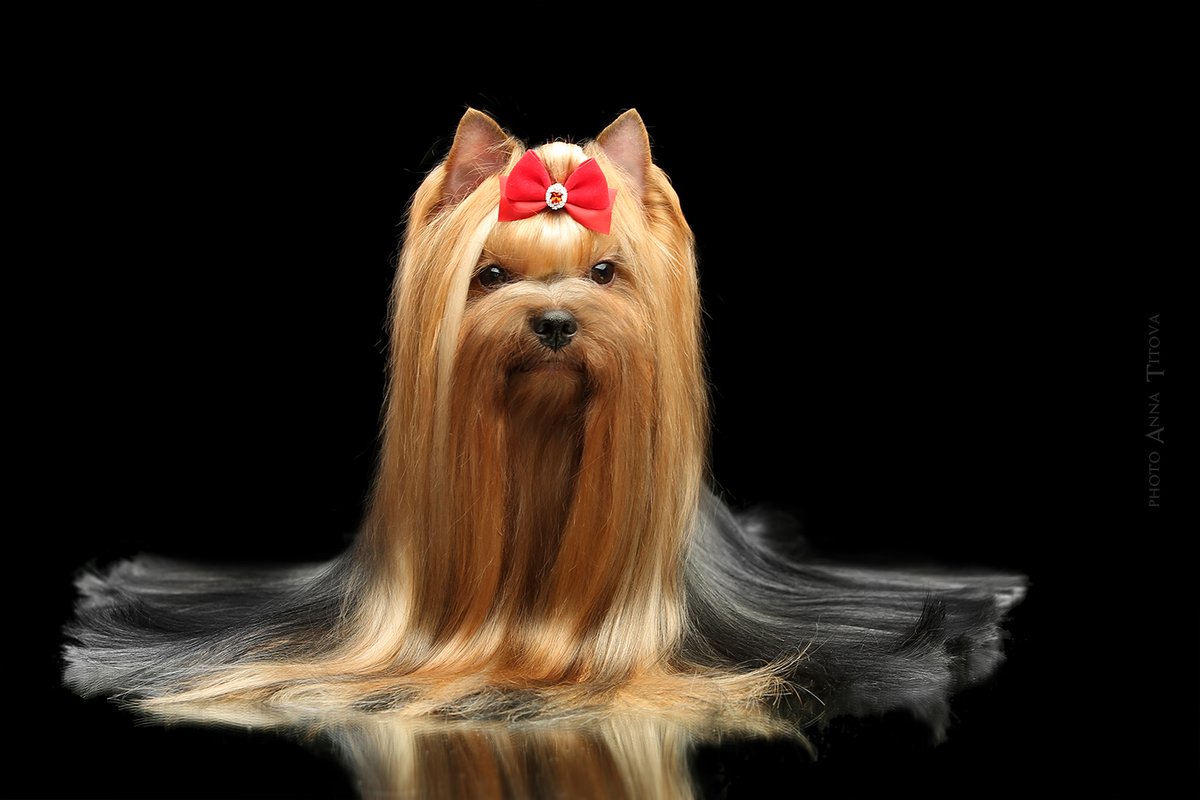 FAVORITE SECRET LOVE &mdash; Labaza DogPedigree YorkshireTerrier