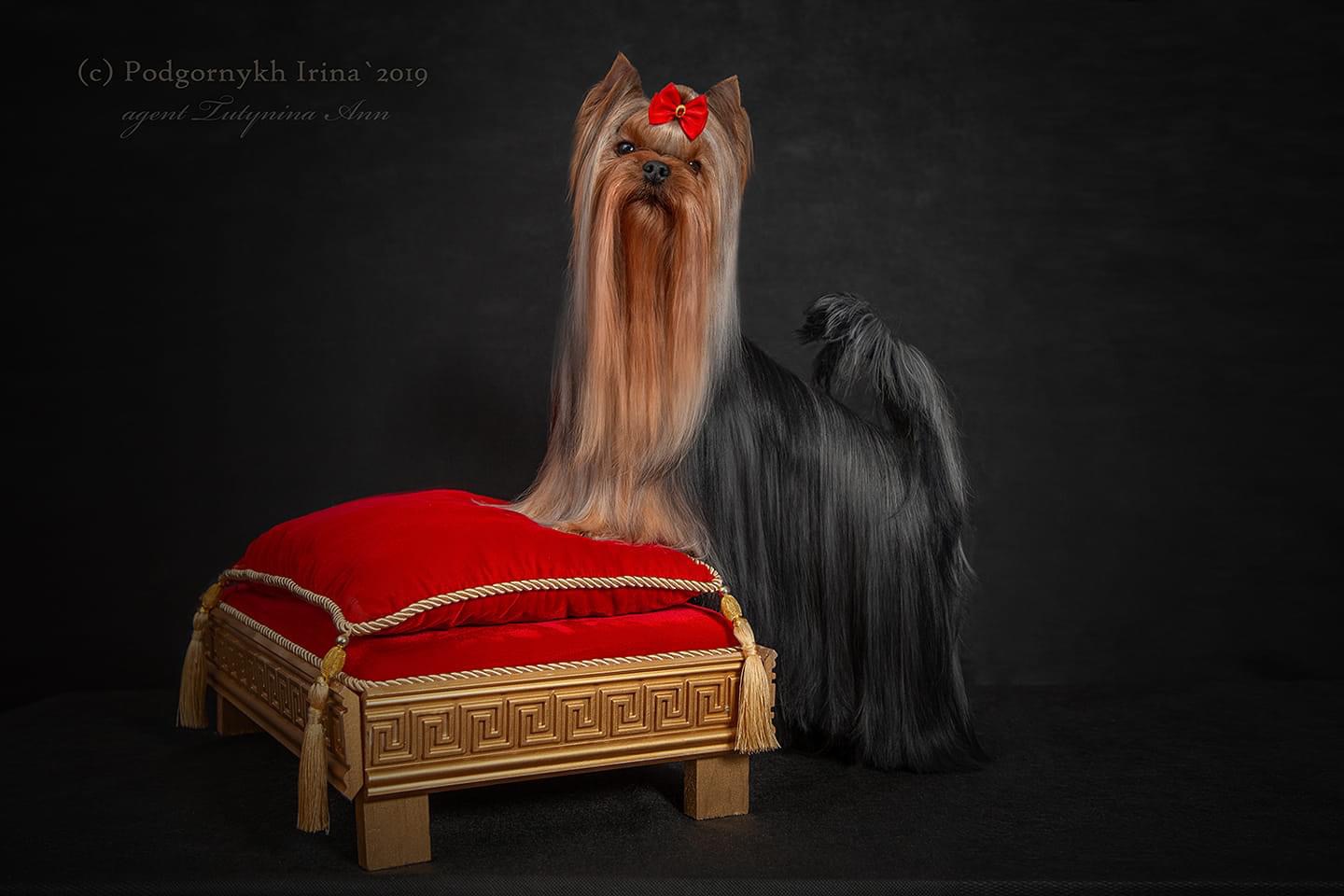  Favourite Winners Virtuoz &mdash; Labaza DogPedigree YorkshireTerrier