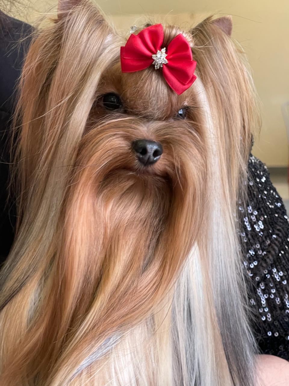  DISCOVERY STAR AVANTI MAGIC TREASURE &mdash; Labaza DogPedigree YorkshireTerrier