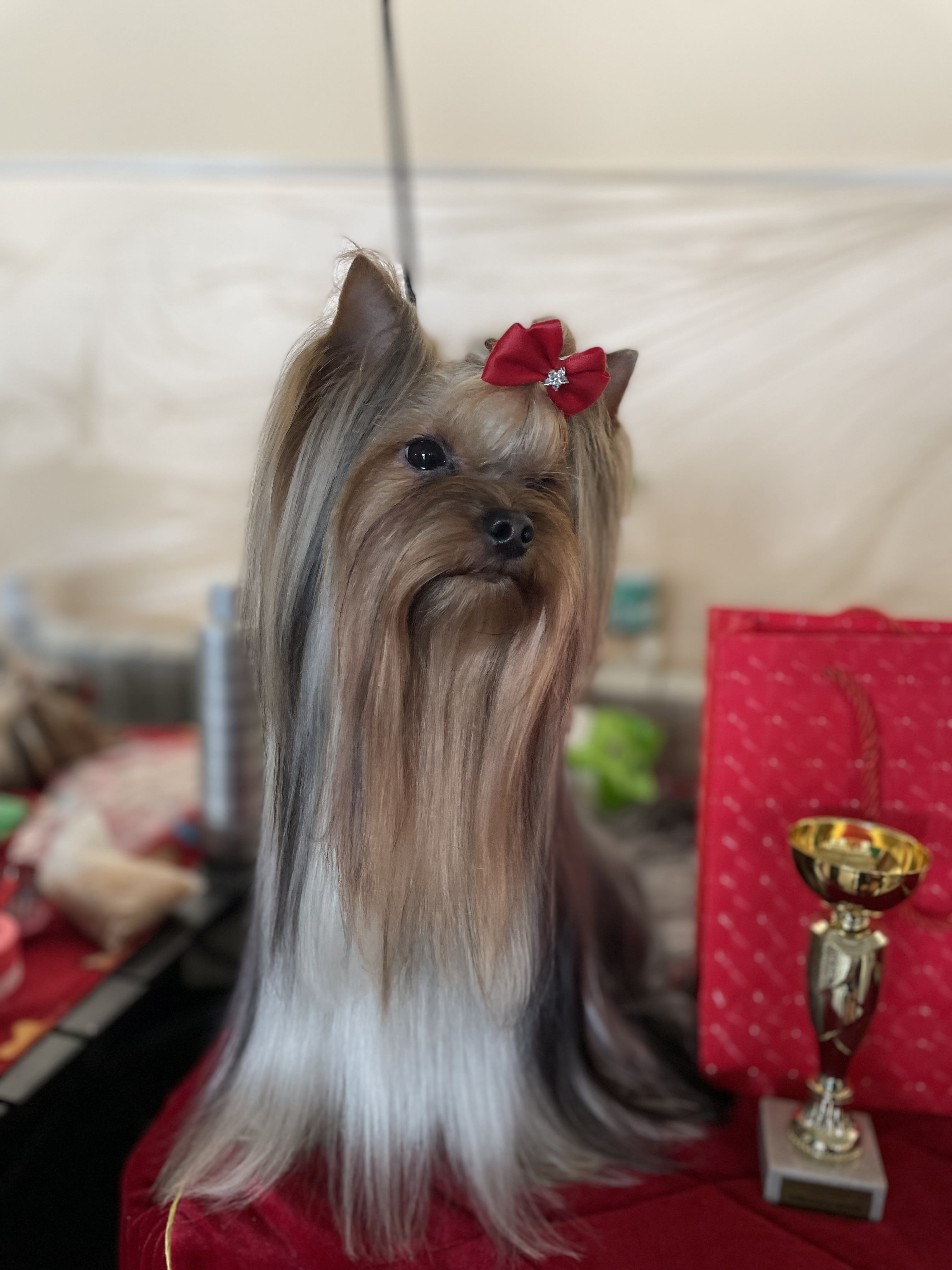  DISCOVERY STAR ICON BORN TO WIN &mdash; Labaza DogPedigree YorkshireTerrier
