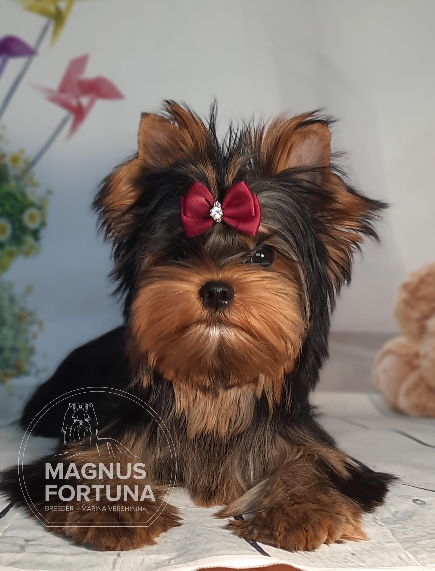 MAGNUS FORTUNA MAGNUS FORTUNA OLIVIA &mdash; Labaza DogPedigree YorkshireTerrier