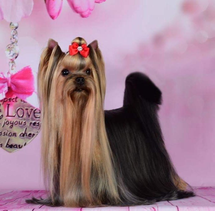 KENTAURO ALFA LA CUCHARACHA &mdash; Labaza DogPedigree YorkshireTerrier