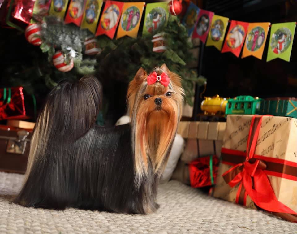 Royal Boutique ROYAL BOUTIQUE AMOUR &mdash; Labaza DogPedigree YorkshireTerrier