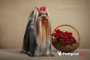  FAVOURITE WINNERS VANESSA SPRING &mdash; Labaza DogPedigree YorkshireTerrier