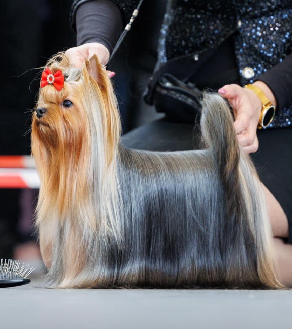 HOLIDAY SUN Carnasus &mdash; Labaza DogPedigree YorkshireTerrier