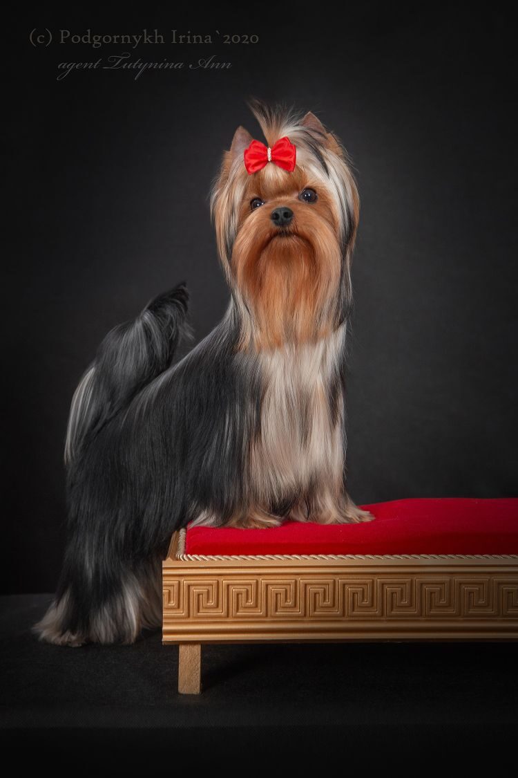  LANDRIN OT SHARM EL &mdash; Labaza DogPedigree YorkshireTerrier