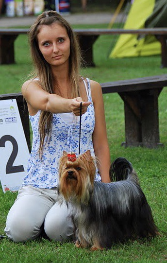 Silver flame SILVER FLAME MAGIC MAMBA &mdash; Labaza DogPedigree YorkshireTerrier