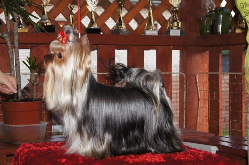 RIGAIR RIGAIR BESTSELLER FOR SIPOLY &mdash; Labaza DogPedigree YorkshireTerrier