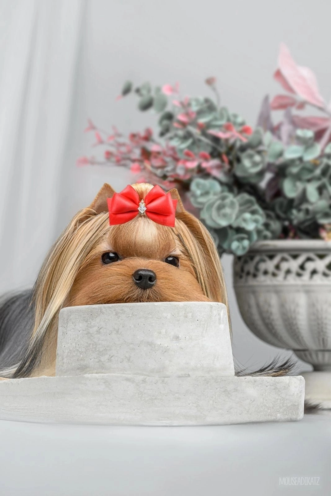 Moy Shedevr MOY SHEDEVR ESTELLA BERNAIS &mdash; Labaza DogPedigree YorkshireTerrier