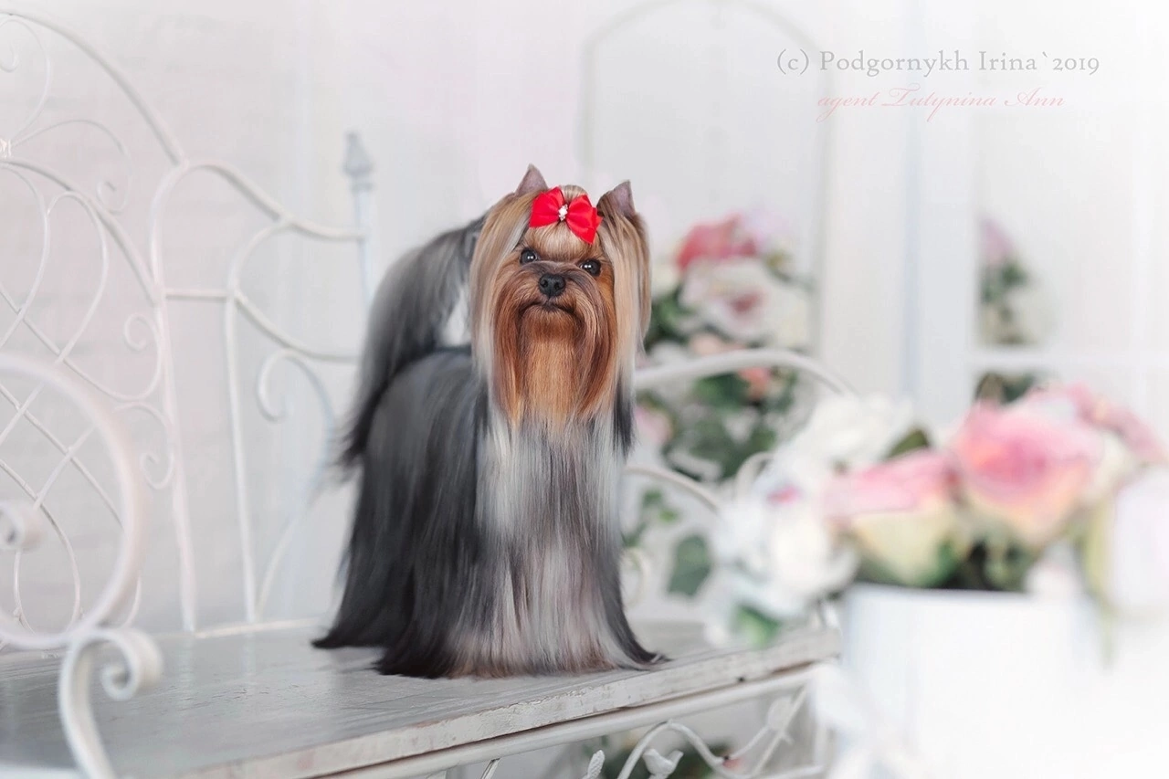 CRAZY PARADISE  ANDORA AIS &mdash; Labaza DogPedigree YorkshireTerrier
