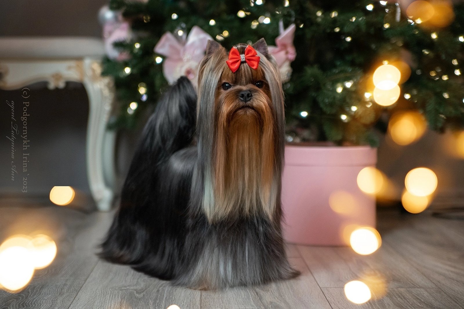 FASHION PARTY FASHION PARTY MIYA &mdash; Labaza DogPedigree YorkshireTerrier