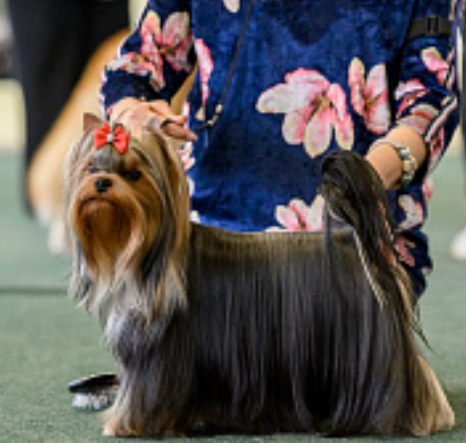  SHERSHELAFAM ULTRAMARIN &mdash; Labaza DogPedigree YorkshireTerrier